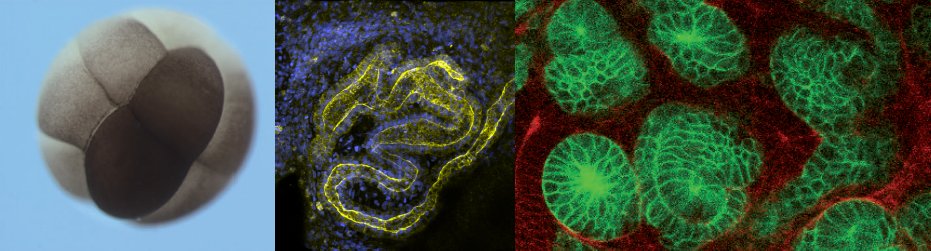 Research pictures Lienkamp lab